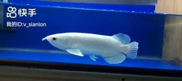 探秘稀有白化金龍魚：珍稀之美與養護之道