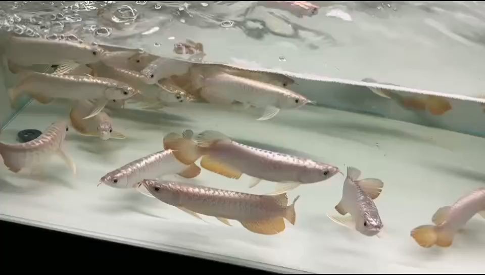祥龍魚場金頭過背金龍魚：祥龍魚場所培育出的金頭過背金龍魚的特點(diǎn)以及養(yǎng)殖環(huán)境 祥龍魚場金頭過背金龍魚：祥龍魚場所培育出的金頭過背金龍魚的特點(diǎn)以及養(yǎng)殖環(huán)境 金頭過背金龍魚