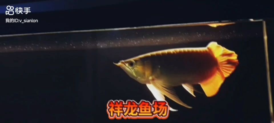 極品大湖之大湖紅龍魚：大湖紅龍魚的養殖技術和管理方法 極品大湖之大湖紅龍魚：大湖紅龍魚的養殖技術和管理方法 大湖紅龍魚