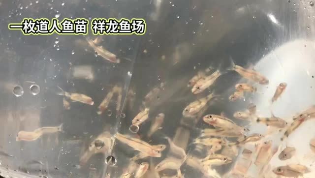[2025]一眉道人魚苗批發：一眉道人魚苗批發一眉道人魚苗批發，2025年7月19日一眉道人魚苗批發供應信息