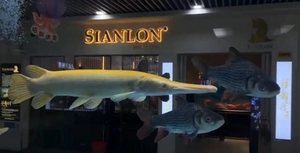 皇家火箭魚(yú)：獨(dú)特魅力、飼養(yǎng)技巧與市場(chǎng)前景，打造水族箱中的奢華明星 皇家火箭魚(yú)：獨(dú)特魅力、飼養(yǎng)技巧與市場(chǎng)前景，打造水族箱中的奢華明星 紅眼黃化幽靈火箭魚(yú)|皇家火箭魚(yú)