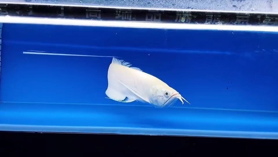 稀缺的雪龍魚：雪龍魚的稀缺性及其生態價值
