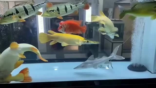 一對(duì)小胖子皇家火箭魚：小胖子皇家火箭魚 一對(duì)小胖子皇家火箭魚：小胖子皇家火箭魚 紅眼黃化幽靈火箭魚|皇家火箭魚