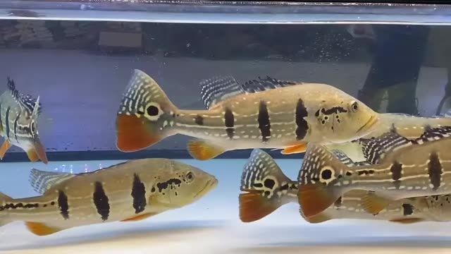 帝王三間魚 #帝王三間魚#觀賞魚進口：帝王三間魚#觀賞魚進口 帝王三間魚 #帝王三間魚#觀賞魚進口：帝王三間魚#觀賞魚進口 帝王三間魚