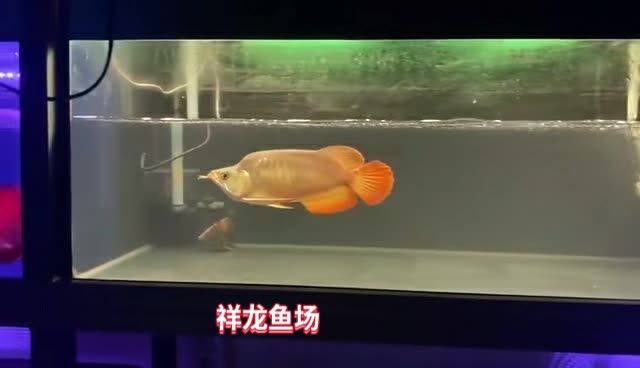 28公分紅龍福龍魚：28公分“超級福龍皇”價格破紀錄 28公分紅龍福龍魚：28公分“超級福龍皇”價格破紀錄 紅龍福龍魚