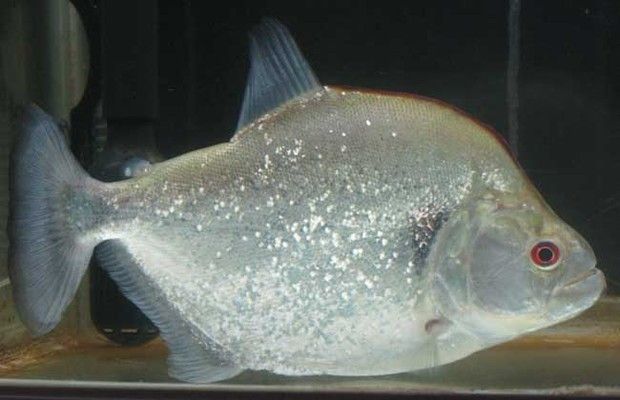 虎魚日常護理要點，如何調(diào)節(jié)魚缸水質(zhì)酸堿度,虎魚混養(yǎng)注意事項