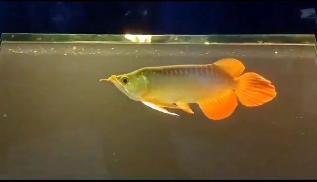 大湖紅龍福龍魚：大湖紅龍福龍魚養(yǎng)殖技術 大湖紅龍福龍魚：大湖紅龍福龍魚養(yǎng)殖技術 紅龍福龍魚