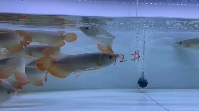 [2025]2025雙11紅龍魚批發特惠12號缸：2025雙11紅龍魚批發優惠12號缸，2025雙11紅龍魚批發特惠丨12號缸限時