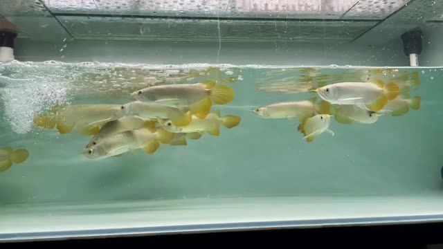 條條包紅的祥禾super red 高端紅龍魚(yú)：條條包紅的祥禾superred高端紅龍魚(yú) 條條包紅的祥禾super red 高端紅龍魚(yú)：條條包紅的祥禾superred高端紅龍魚(yú) 祥禾Super red