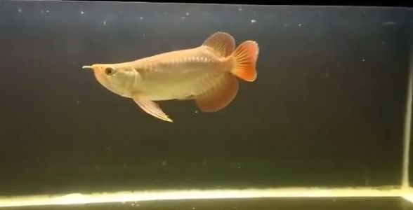 紅龍魚 短身紅龍魚:別樣的紅龍魅力 短身紅龍魚 短身紅龍魚:別樣的紅龍魅力 短身紅龍魚:別樣的紅龍魅力 短身紅龍魚