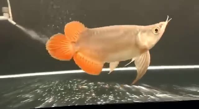 超短身紅龍魚：超短身紅龍魚的養殖與養護 超短身紅龍魚：超短身紅龍魚的養殖與養護 短身紅龍魚