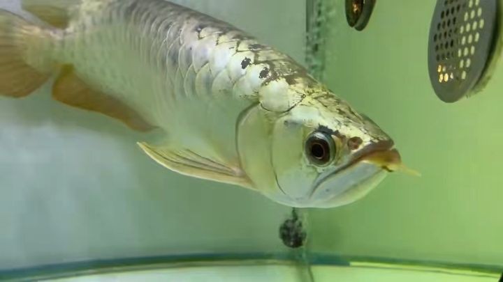 45CM大金頭金龍魚(yú)2025：2025年，大金頭金龍魚(yú)以其45cm驚人尺寸脫穎而出 45CM大金頭金龍魚(yú)2025：2025年，大金頭金龍魚(yú)以其45cm驚人尺寸脫穎而出 金龍魚(yú)