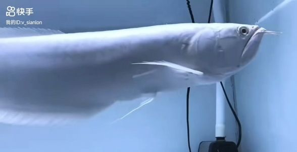 珍稀之選：60公分全品雪龍，瓷白瓷白，品質卓越