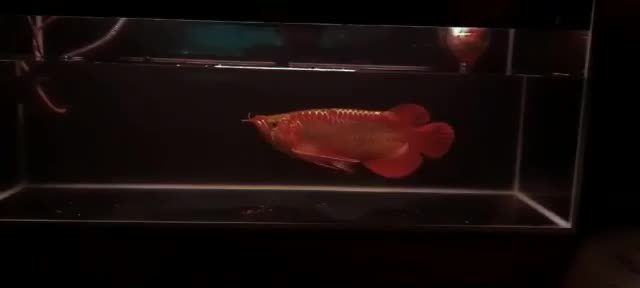 祥龍赫舞超大尾巴賽級紅龍魚，“祥龍赫舞”超大尾巴賽級紅龍魚，祥龍赫舞超大尾巴賽級紅龍魚亮相