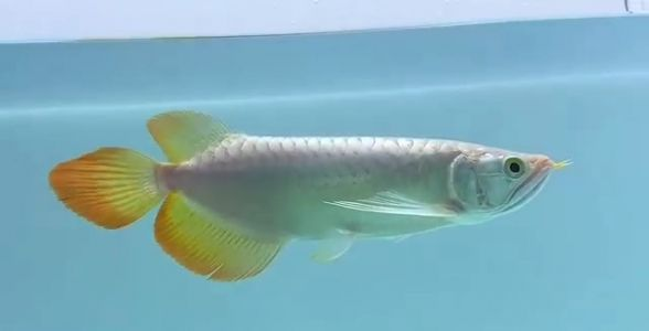 [2025]品質紅龍魚，盡在祥龍魚場——品種豐富，品質保證 [2025]品質紅龍魚，盡在祥龍魚場——品種豐富，品質保證 龍魚論壇