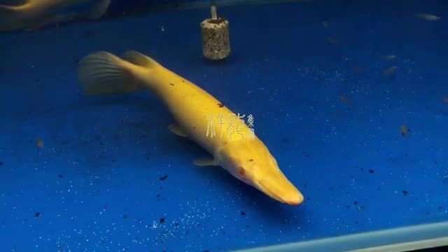 [2025]紅眼純色皇家火箭魚：紅眼純色皇家火箭魚在海洋生態(tài)系統(tǒng)中起到了重要的作用，20250719紅眼純色皇家火箭魚，海洋生態(tài)系統(tǒng)中 [2025]紅眼純色皇家火箭魚：紅眼純色皇家火箭魚在海洋生態(tài)系統(tǒng)中起到了重要的作用，20250719紅眼純色皇家火箭魚，海洋生態(tài)系統(tǒng)中 龍魚論壇