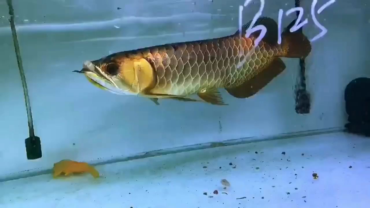 30公分金頭過背金龍魚2025：30公分金頭過背金龍魚2025年新品30公分 30公分金頭過背金龍魚2025：30公分金頭過背金龍魚2025年新品30公分 金頭過背金龍魚