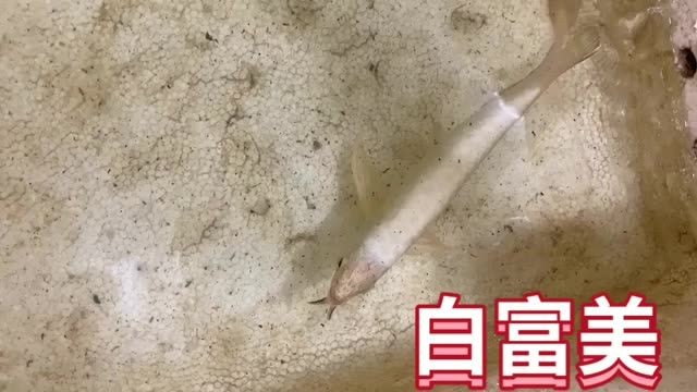 白富美賽級金龍魚：白富美賽級金龍魚是一種在外觀和品質上均達到一定標準的觀賞魚 白富美賽級金龍魚：白富美賽級金龍魚是一種在外觀和品質上均達到一定標準的觀賞魚 金龍魚