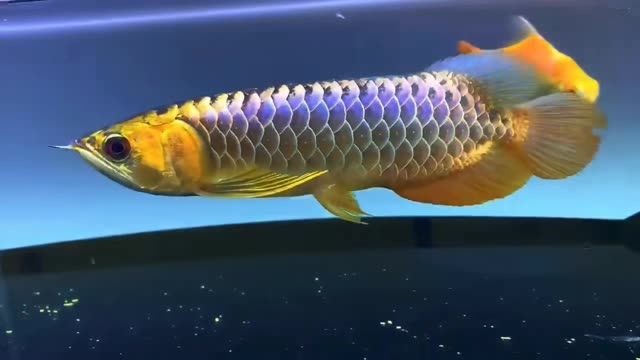 [2025]藍(lán)底過(guò)背金龍魚(yú)30cm，藍(lán)底過(guò)背金龍魚(yú)，30cm藍(lán)底過(guò)背金龍魚(yú)，珍稀觀賞魚(yú)的魅力之選，30cm藍(lán)底過(guò)背金龍魚(yú)，珍稀觀賞魚(yú)的魅力