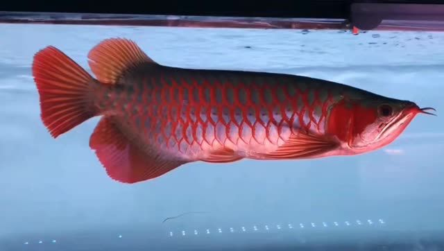 2025印尼超血紅龍魚：2025印尼超血紅龍的特征、分布、繁殖習性及養殖 2025印尼超血紅龍魚：2025印尼超血紅龍的特征、分布、繁殖習性及養殖 超血紅龍魚