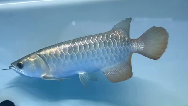 藍底金頭過背龍魚：藍底金頭過背龍魚不僅美麗動人，還是一種性情溫和易于飼養的品種 藍底金頭過背龍魚：藍底金頭過背龍魚不僅美麗動人，還是一種性情溫和易于飼養的品種 金頭過背金龍魚