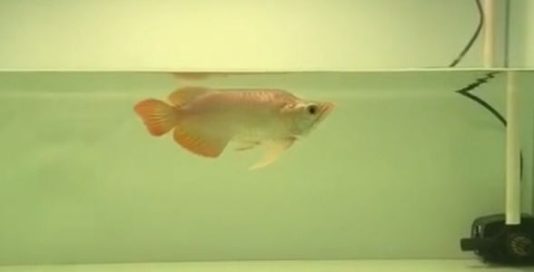 [2025]祥龍魚場(chǎng)小紅龍福龍：品質(zhì)之選，紅色魅力，福運(yùn)隨之而來，祥龍魚場(chǎng)小紅龍福龍，紅韻 [2025]祥龍魚場(chǎng)小紅龍福龍：品質(zhì)之選，紅色魅力，福運(yùn)隨之而來，祥龍魚場(chǎng)小紅龍福龍，紅韻 龍魚論壇