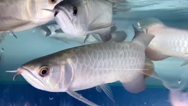 詳細(xì)閱讀:精品大金頭過背金龍魚,大金頭過背金龍魚,精品大金頭過背金龍魚,鑒賞與選購指南 精品大金頭過背金龍魚,大金頭過背金龍魚,精品大金頭過背金龍魚,鑒賞與選購指南