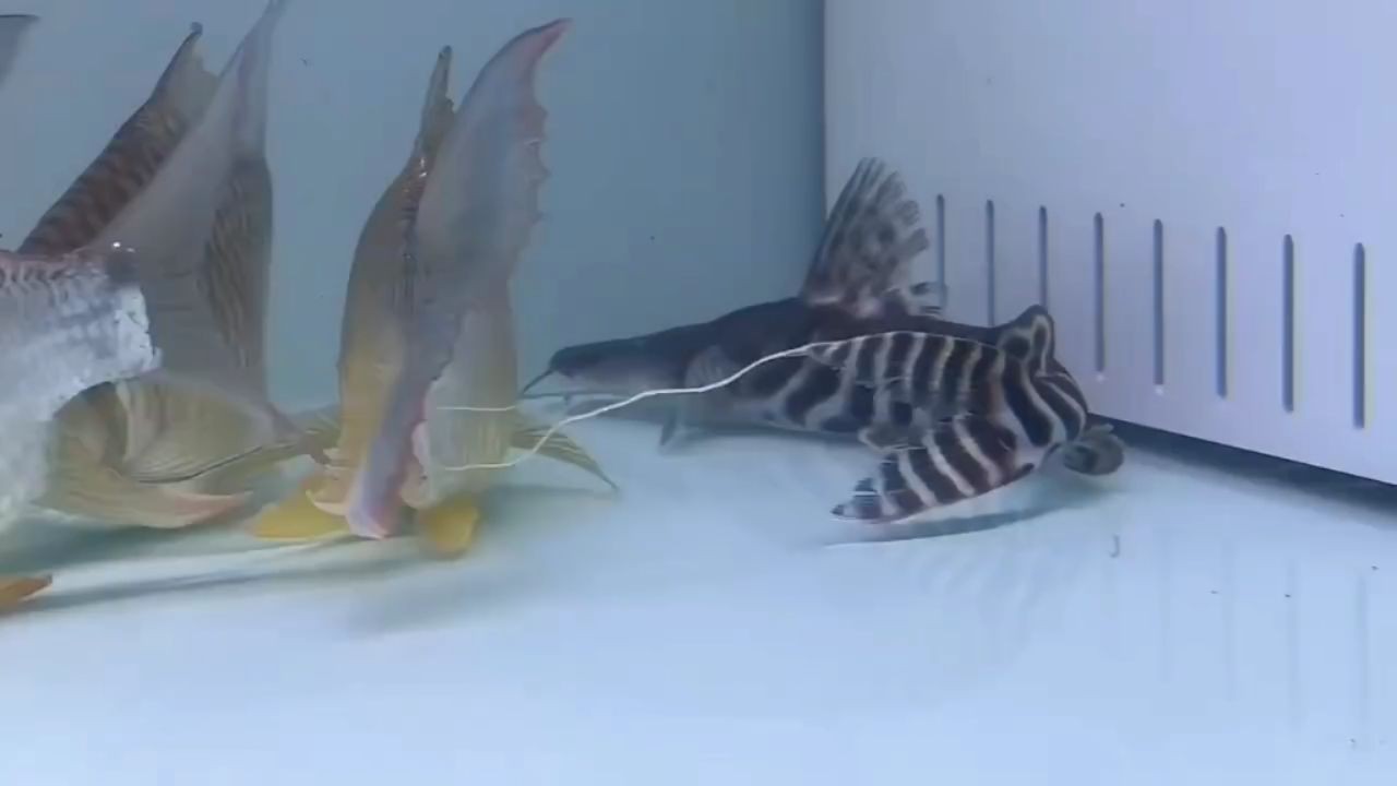 斜紋斑馬鴨嘴魚2025，斜紋斑馬鴨嘴魚，斜紋斑馬鴨嘴魚2025，新物種發現與特征解析，新物種斜紋斑馬鴨嘴魚2025的發現及其獨特特征解析