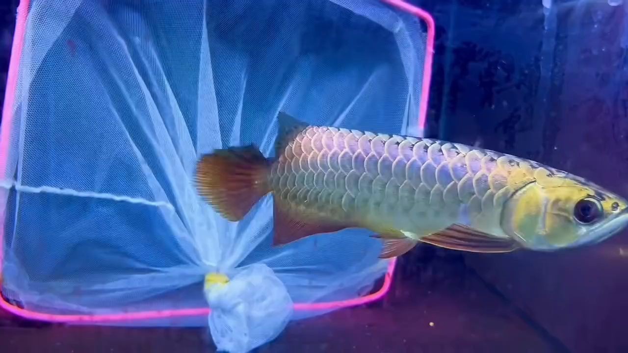 [2025]滿金盔金龍魚：滿金盔金龍魚養(yǎng)殖方法、生長特點以及在觀賞和風(fēng)水學(xué)中的應(yīng)用，滿金盔金龍魚的養(yǎng)殖技術(shù)、生態(tài)特性及觀賞 [2025]滿金盔金龍魚：滿金盔金龍魚養(yǎng)殖方法、生長特點以及在觀賞和風(fēng)水學(xué)中的應(yīng)用，滿金盔金龍魚的養(yǎng)殖技術(shù)、生態(tài)特性及觀賞 龍魚論壇