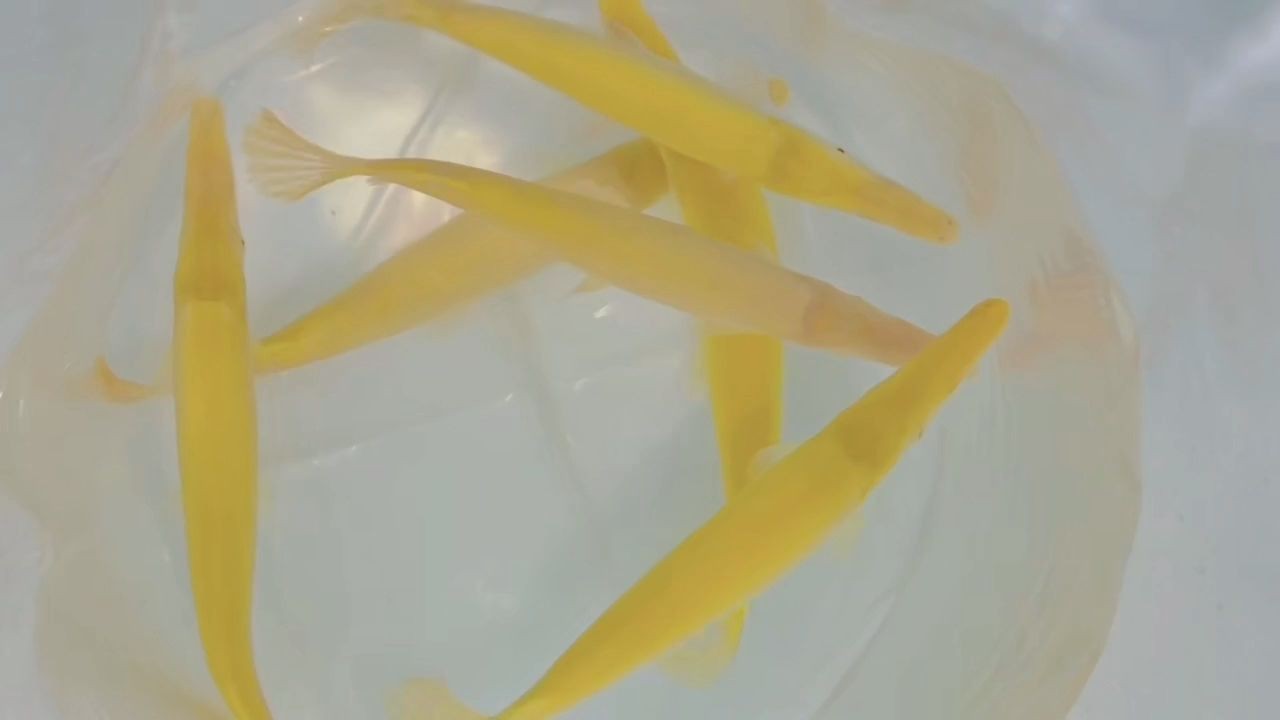 純黃紅眼皇家火箭魚：純黃紅眼皇家火箭魚是一種獨特的魚類其顯著的特點 純黃紅眼皇家火箭魚：純黃紅眼皇家火箭魚是一種獨特的魚類其顯著的特點 紅眼黃化幽靈火箭魚|皇家火箭魚