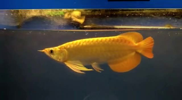 大湖紅龍魚20250817041：大湖紅龍魚20250817041養殖過程中的關鍵因素