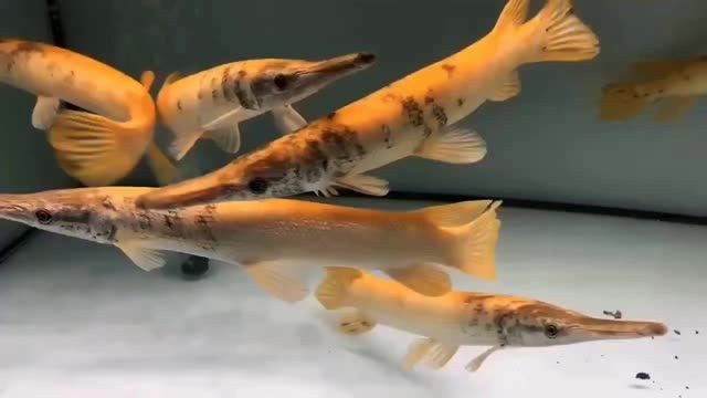 2025皇家幽靈火箭魚：皇家幽靈火箭魚 2025皇家幽靈火箭魚：皇家幽靈火箭魚 紅眼黃化幽靈火箭魚|皇家火箭魚