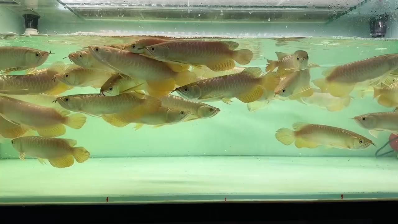 一整缸金龍魚批發打包：一整缸金龍魚批發交易