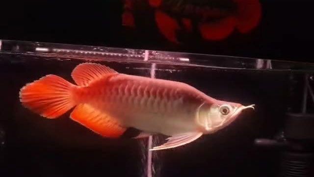 紅龍福龍魚20公分：紅龍福龍魚20公分的淡水觀賞魚，紅龍福龍魚20公分