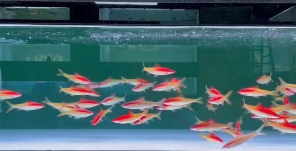 [2025]黃金一眉道人，探尋珍稀魚種的獨特魅力與養殖秘籍，黃金一眉道人，揭秘珍稀魚種的獨特魅力與高效養殖技巧，黃金一眉道人，揭秘珍稀魚種的獨特魅力與高效養殖秘籍