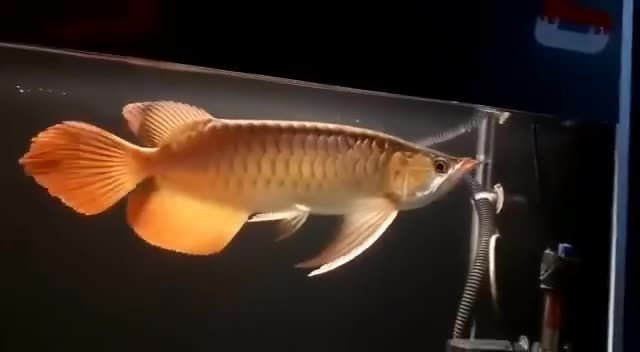 大湖紅龍魚大鰭大尾：大湖紅龍魚以其顯著的體型特征而著名 大湖紅龍魚大鰭大尾：大湖紅龍魚以其顯著的體型特征而著名 大湖紅龍魚
