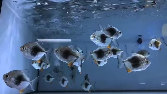 黑桃A魚大量到貨，批發價優#黑桃 #觀賞魚批發：黑桃a魚大量抵達市場 黑桃A魚大量到貨，批發價優#黑桃 #觀賞魚批發：黑桃a魚大量抵達市場 黑桃A魚