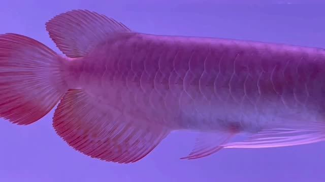 [2025]祥龍魚場赫舞小紅龍細節欣賞：祥龍魚場赫舞小紅龍細節欣賞，讓你領略養殖巔峰之作的魅力 [2025]祥龍魚場赫舞小紅龍細節欣賞：祥龍魚場赫舞小紅龍細節欣賞，讓你領略養殖巔峰之作的魅力 龍魚論壇