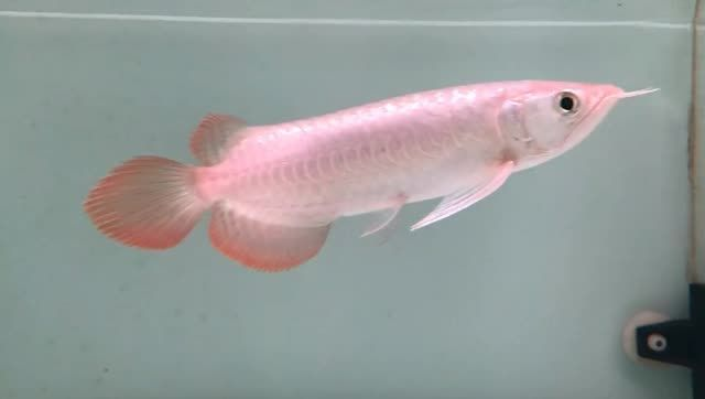 火焰尾小紅龍，火焰尾小紅龍的飼養(yǎng)，火焰尾小紅龍的飼養(yǎng)指南