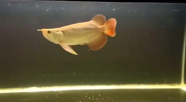 短身紅龍魚:短身紅龍魚不僅美麗且易于飼養,是許多家庭魚缸中的常見選擇