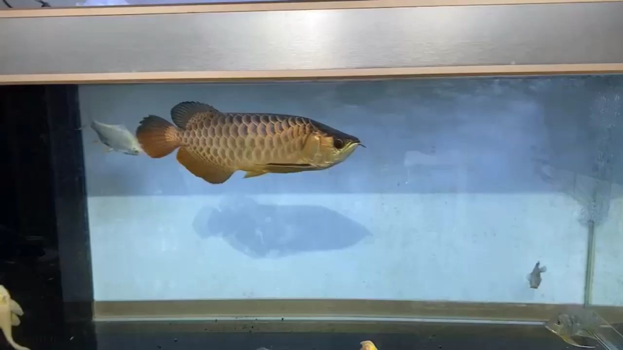 短身古典過(guò)背金龍魚(yú)：短身、古典過(guò)背金龍魚(yú) 短身古典過(guò)背金龍魚(yú)：短身、古典過(guò)背金龍魚(yú) 古典過(guò)背金龍魚(yú)