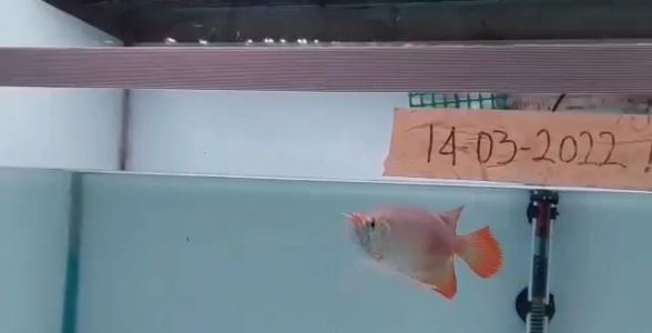 印尼魚場自選紅龍福龍魚：源自印尼，品質之選，福運隨之來