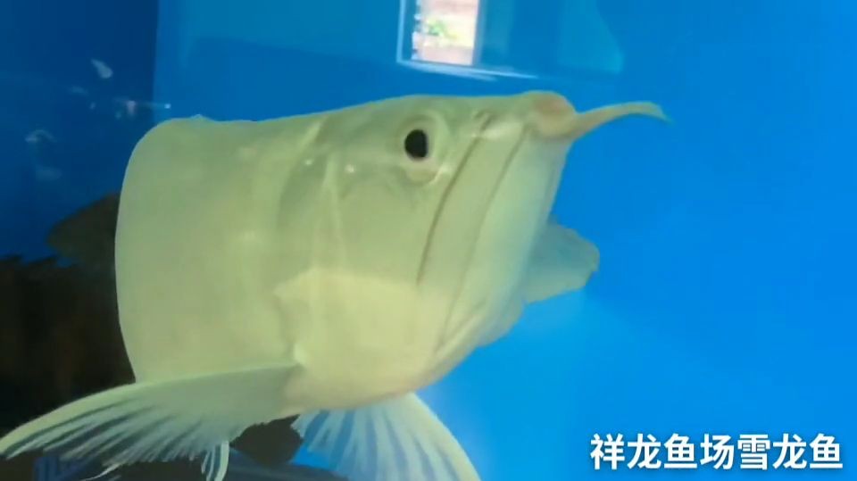 50公分雪龍魚：水族箱養殖雪龍魚