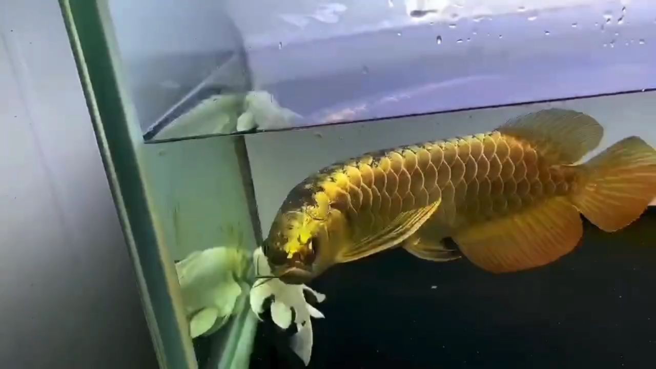 [2025]頭型不錯的金龍魚：頭型不錯的金龍魚，不僅能提升觀賞體驗，還能為養魚者帶來樂趣，賞頭型佳的金龍魚，2025年觀賞與樂趣