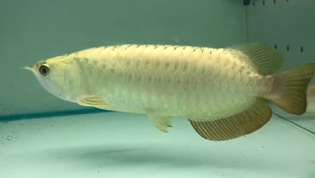 祥龍魚場大過背金龍魚：祥龍魚場大過背金龍魚的飼養方法 祥龍魚場大過背金龍魚：祥龍魚場大過背金龍魚的飼養方法 過背金龍魚