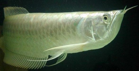 [2025]銀龍魚：水族箱中的銀色貴族，優(yōu)雅與力量的化身 [2025]銀龍魚：水族箱中的銀色貴族，優(yōu)雅與力量的化身 龍魚論壇