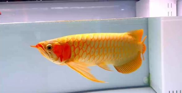 珍稀賽級(jí)白玉紅龍魚，璀璨登場(chǎng)，引領(lǐng)觀賞新風(fēng)尚