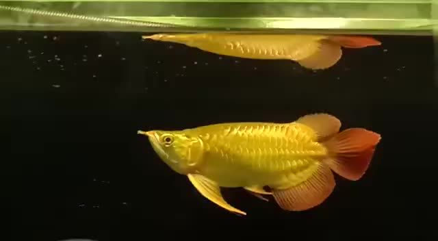 28公分短身紅龍魚：28公分短身紅龍魚是一種體型小巧、色彩鮮艷的淡水觀賞魚類 28公分短身紅龍魚：28公分短身紅龍魚是一種體型小巧、色彩鮮艷的淡水觀賞魚類 短身紅龍魚