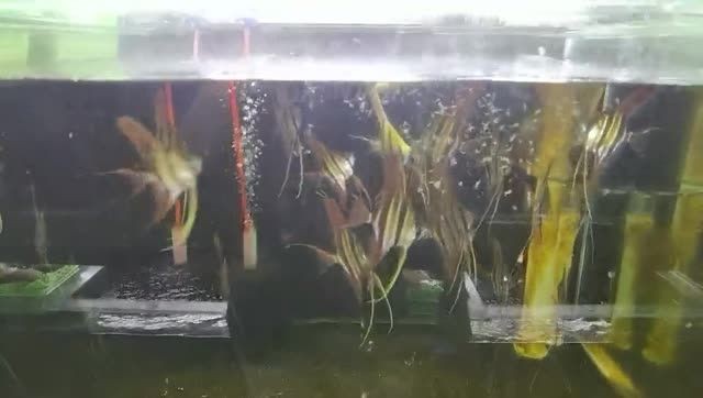 委內瑞拉塔巴布埃及：塔巴布埃及是一個歷史悠久且具有獨特文化特征的地區
