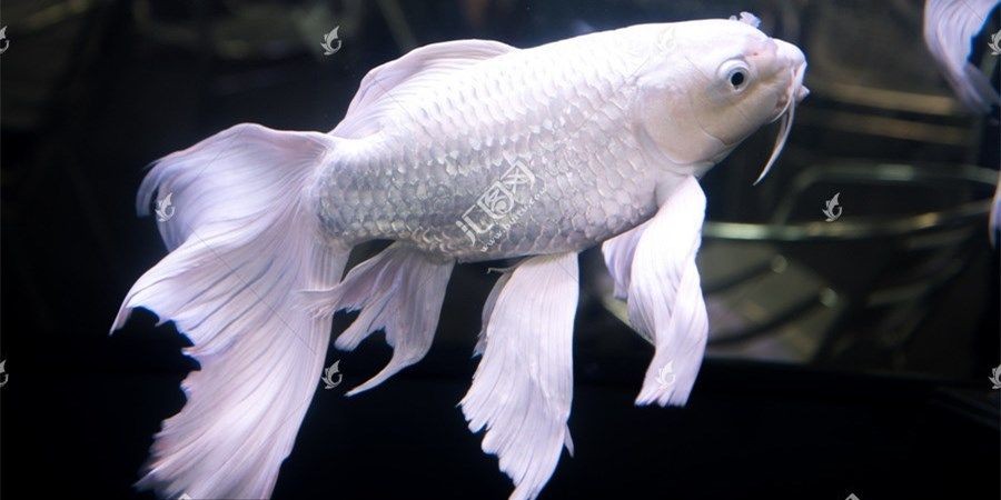 大號蝴蝶鯉，大號蝴蝶鯉學(xué)名pteroisapterus屬于鯉科，大號蝴蝶鯉（Pterois apterus）的鯉科特征與分類解析，大號蝴蝶鯉（Pterois apterus）的鯉科特征與分類解析 大號蝴蝶鯉，大號蝴蝶鯉學(xué)名pteroisapterus屬于鯉科，大號蝴蝶鯉（Pterois apterus）的鯉科特征與分類解析，大號蝴蝶鯉（Pterois apterus）的鯉科特征與分類解析 蝴蝶鯉